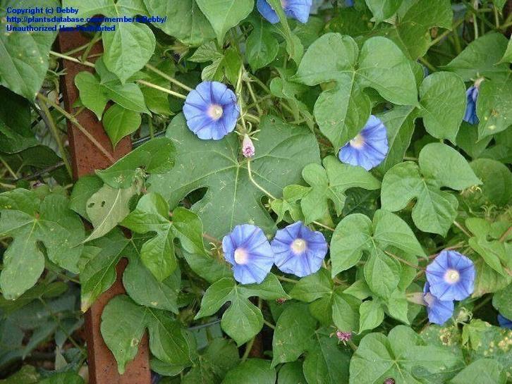klimopbladige ipomea-zaden (ipomea hederacea), Tuin en Terras, Bloembollen en Zaden, Zaad, Voorjaar, Volle zon, Ophalen of Verzenden
