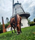 15 jarige draver zoekt huisje., Animaux & Accessoires, Chevaux