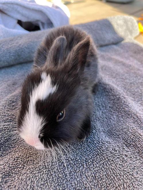 konijntje, Dieren en Toebehoren, Konijnen, Middelgroot, Geslacht onbekend, 0 tot 2 jaar