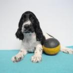 Engelse Cocker - Belgische pups te koop, Dieren en Toebehoren, Honden | Retrievers, Spaniëls en Waterhonden, CDV (hondenziekte)