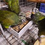 Pionus Maximiliani jonge tamme papegaaien., Dieren en Toebehoren, Vogels | Parkieten en Papegaaien, Vrouwelijk, Papegaai, Geringd