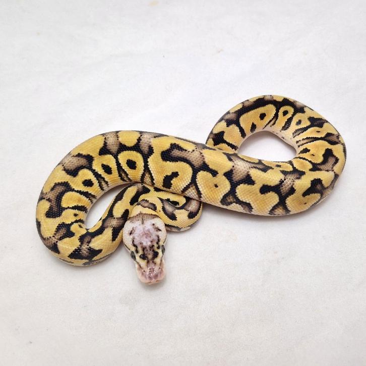 Pastel Crypton het Gstripe koningspython vrouw, Dieren en Toebehoren, Reptielen en Amfibieën, Slang, 0 tot 2 jaar, Tam