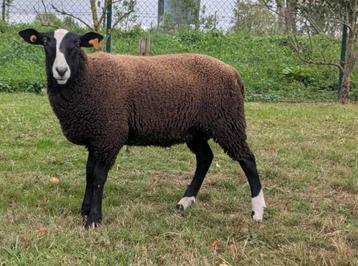 Zwartbles ram te koop beschikbaar voor biedingen