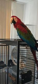 Tamme Groenvleugel Ara Pop, Dieren en Toebehoren, Vogels | Parkieten en Papegaaien, Vrouwelijk, Papegaai, Pratend