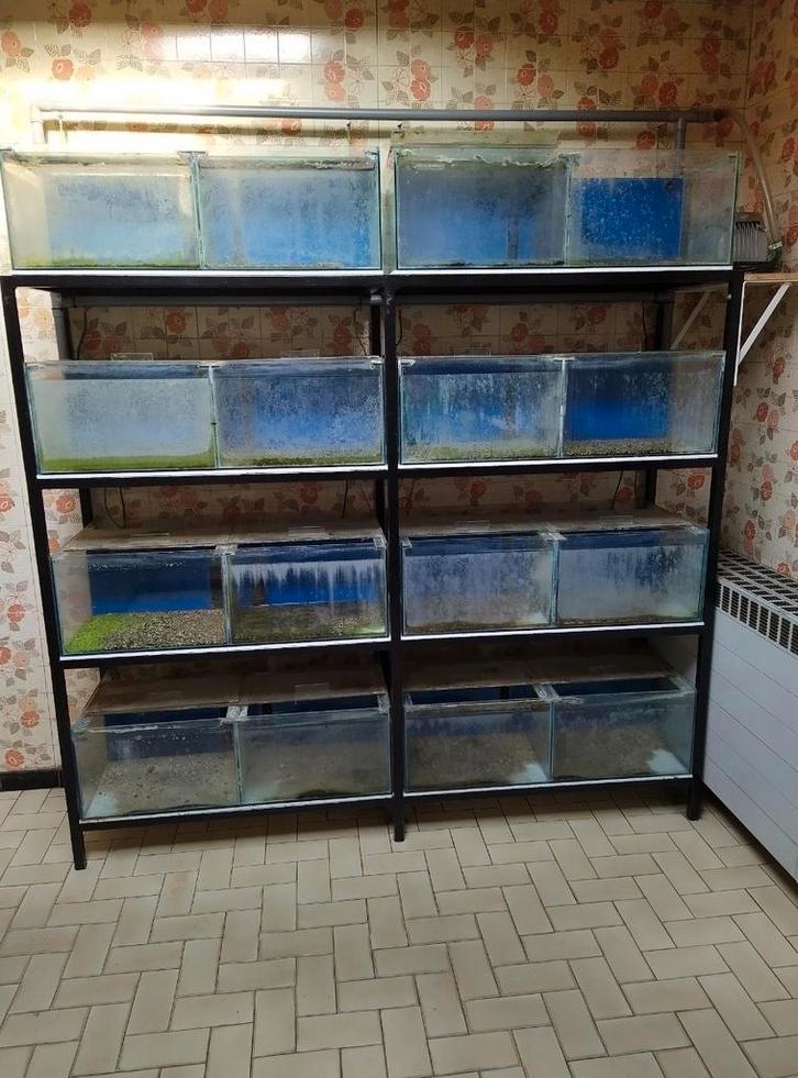 Kweekrek te koop, Dieren en Toebehoren, Vissen | Aquaria en Toebehoren, Gebruikt, Leeg aquarium, Ophalen
