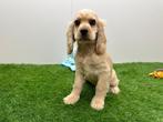 Amerikaanse Cocker Spaniël pups, België, 8 tot 15 weken, CDV (hondenziekte), Meerdere