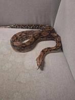 2 boa constrictor mannen, Dieren en Toebehoren, Reptielen en Amfibieën