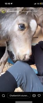 Shetlander hengst, Dieren en Toebehoren, Hengst