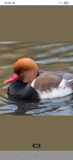 Krooneend mannetje, Dieren en Toebehoren