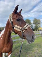 Demi pension pepinster (verviers), Animaux & Accessoires, Accessoires, 1 cheval ou poney