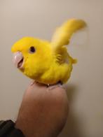 Perruches Catharina apprivoisées la main, Plusieurs animaux, Perruche, Domestique