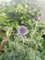 Zaden kogeldistels, Tuin en Terras, Bloembollen en Zaden, Ophalen of Verzenden