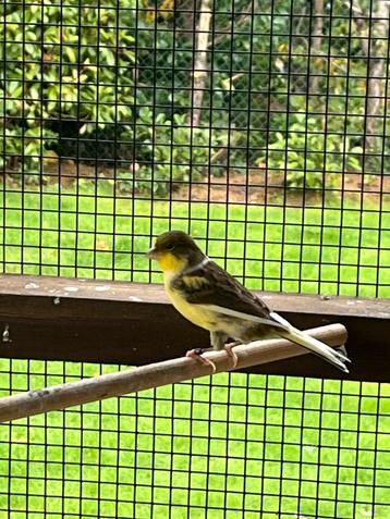 Jonge en mooie kanarie beschikbaar voor biedingen