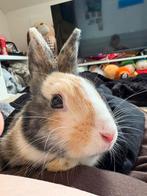 Mannetjes konijn, Dieren en Toebehoren, Konijnen, Mannelijk, Dwerg, 0 tot 2 jaar