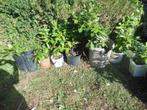 Arbustes de lauriers cerises, Ophalen, Laurier, Struik, 250 cm of meer