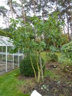 Seringe, Tuin en Terras, Overige soorten, Lente, 100 tot 250 cm, Ophalen