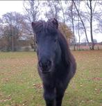 Lief mini paardje, Animaux & Accessoires, Poneys, B, 11 ans ou plus, Poney de récréation, Poney A (jusqu'à 1.17 m)