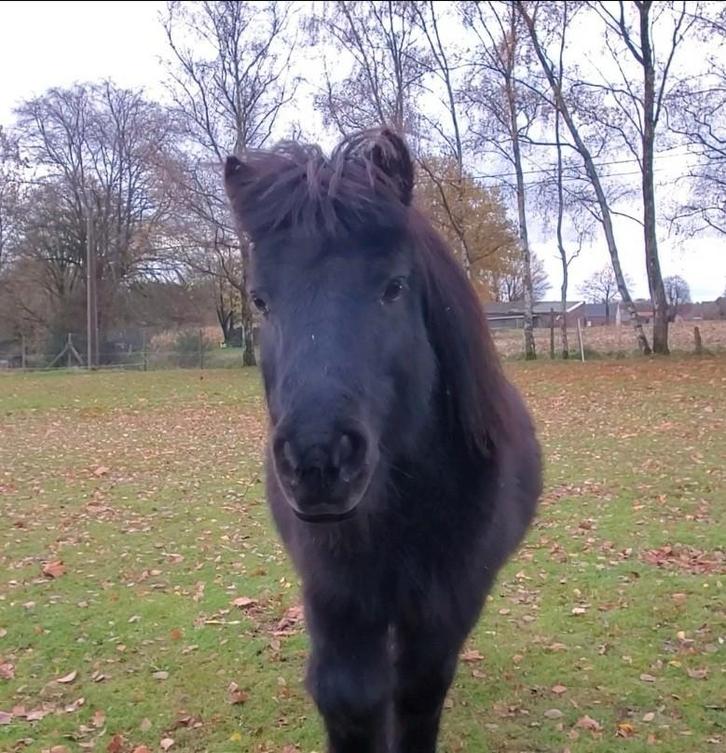 Lief mini paardje, Dieren en Toebehoren, Pony's, Merrie, B, A pony (tot 1.17m), Recreatiepony, 11 jaar of ouder, Met stamboom