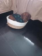 teckeltje 7m  reutje, Ophalen