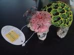 Aquarium decoratie, Dieren en Toebehoren, Ophalen of Verzenden, Zo goed als nieuw