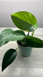 Epipremnum aureum variegata, Ophalen of Verzenden