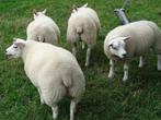 Ooilammeren te koop, Dieren en Toebehoren, Schapen, Geiten en Varkens, Vrouwelijk, Schaap, 0 tot 2 jaar