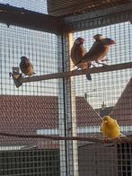 Rijstvogels en japanse meeuwkes, Dieren en Toebehoren, Vogels | Overige Vogels