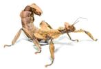 Phasme Scorpion - Extatosoma tiaratum, Dieren en Toebehoren, Ophalen of Verzenden