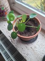 Plantes, Enlèvement