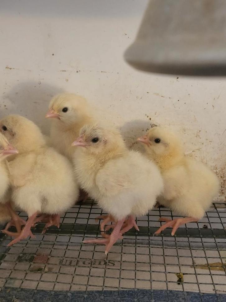 Poule de bresse kuikens, Dieren en Toebehoren, Pluimvee, Kip, Geslacht onbekend