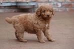 Prachtige medium Labradoodle pups (ouders aanwezig), België, Overige rassen, CDV (hondenziekte), 8 tot 15 weken