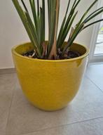 Grand vase jaune moutarde, Enlèvement