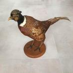 Opgezette fazant, staand op plankje - taxidermie, Verzamelen, Ophalen of Verzenden, Gebruikt, Vogel, Opgezet dier