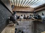 Slacht Duiven, Dieren en Toebehoren, Vogels | Duiven, Meerdere dieren, Postduif