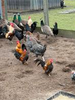 Serema haantjes, Dieren en Toebehoren