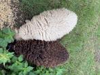 Dwergschaapjes Ouessant, Dieren en Toebehoren, Schapen, Geiten en Varkens