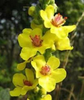 Verbascum Olympicum beschikbaar voor biedingen