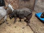 Wit blauw stier kalfjes, Dieren en Toebehoren, Runderen, Mannelijk, 0 tot 2 jaar