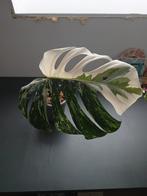 Monstera deliciosa variegata, Huis en Inrichting, Kamerplanten, Ophalen