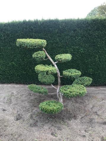 Te koop verschillende bonsai snoeivormen van taxus. beschikbaar voor biedingen