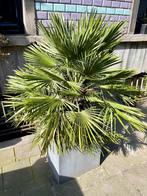 Palmboom PHOENIX CANARIEN, Tuin en Terras, Planten | Tuinplanten, Ophalen