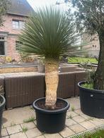 Yucca rostrata aan stuntprijzen!, Tuin en Terras, Ophalen