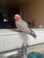 Cacatoès rosalbin, Animaux & Accessoires, Oiseaux | Perruches & Perroquets, Mâle