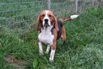 Beagle mâle - 3 ans, Un chien, Belgique, Parvovirose, 3 à 5 ans