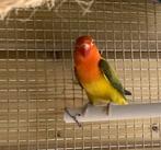 Fischerie opaline euwing groen / bl ( 2022) POP, Dieren en Toebehoren, Vogels | Parkieten en Papegaaien, Vrouwelijk, Dwergpapegaai of Agapornis