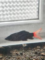 Étiquette Firetail 8-9 cm