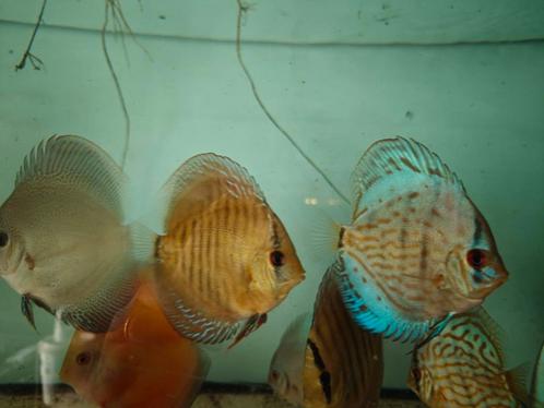 Discusvissen nakweek. Meerdere soorten beschikbaar, Dieren en Toebehoren, Vissen | Aquariumvissen, Zoetwatervis, Vis