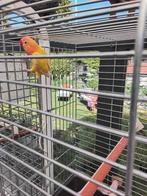 Agapornis, Dieren en Toebehoren