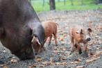 Biggen aangeboden van onze buitenvarkens!, Dieren en Toebehoren, Varken, 0 tot 2 jaar