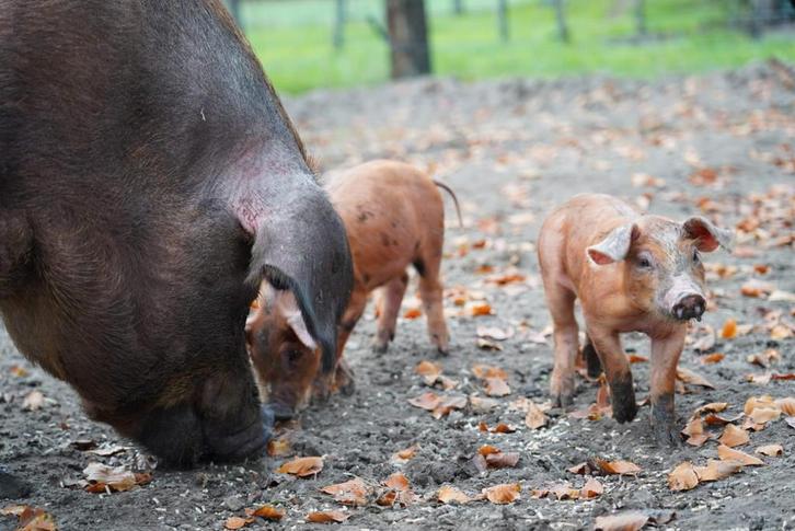 Biggen aangeboden van onze buitenvarkens!, Dieren en Toebehoren, Schapen, Geiten en Varkens, Varken, 0 tot 2 jaar